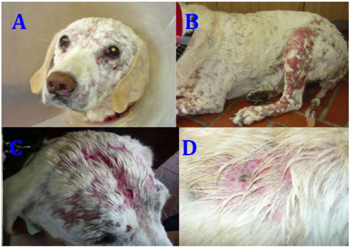 Canine Skin Lymphoma​