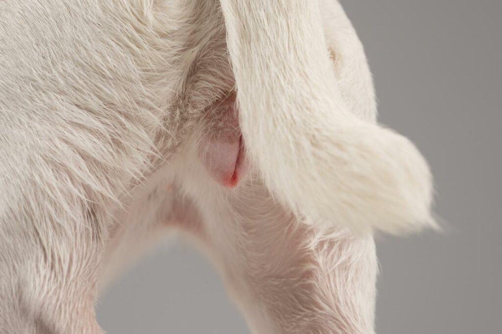 Canine Vaginal Prolapse