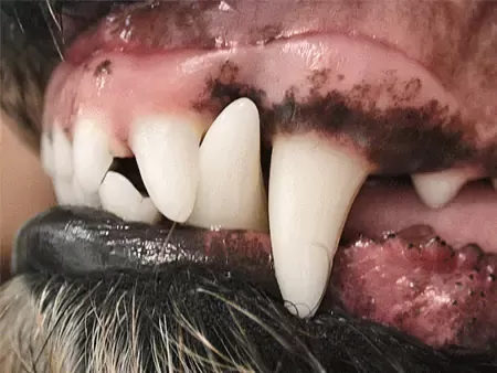 Canine Tooth Misalignment