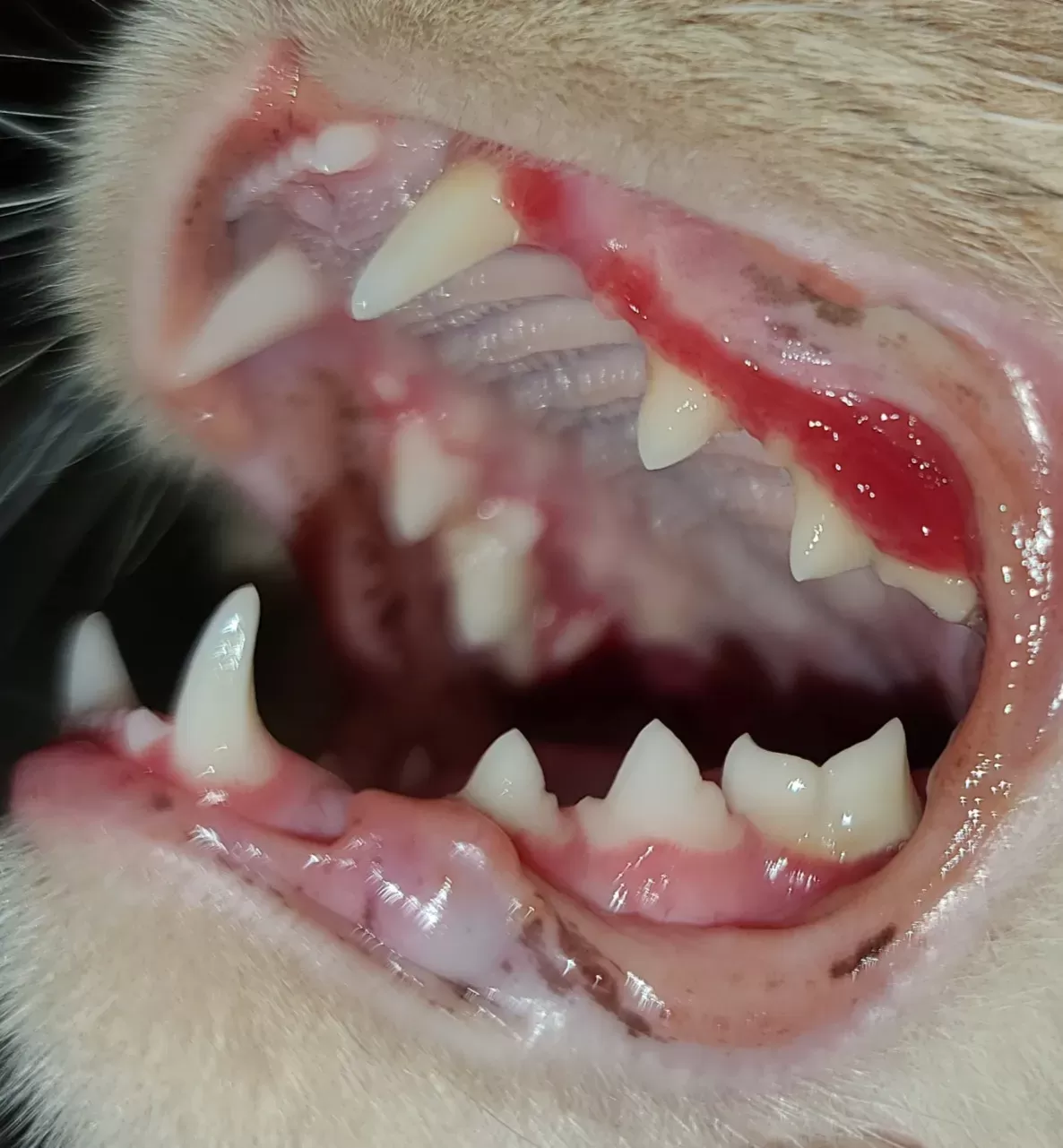 Gingivoestomatitis en gatos