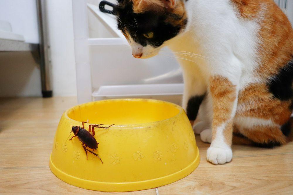 ¿Por qué mi gato come insectos en la casa?