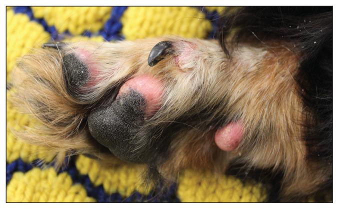 Canine Skin Lymphoma​