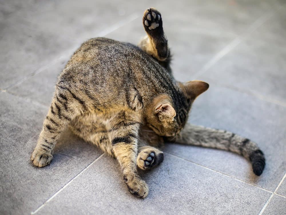 gatos podem ter hemorróidas