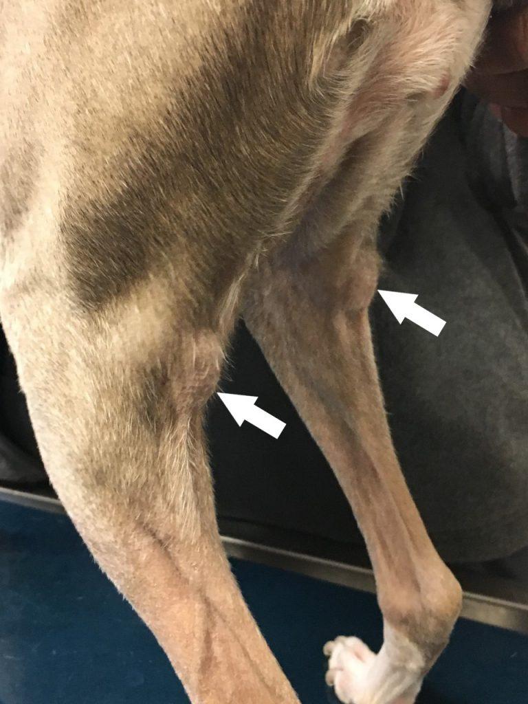 Canine Lymph Nodes​: Popliteal Lymph Nodes