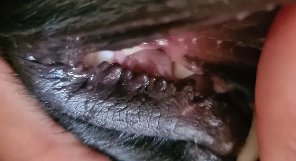 Canine Lip Growth​